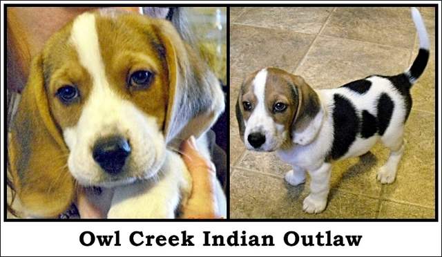 Owl Creek Indian Outlaw 1